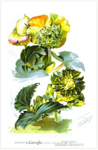 B. ‘Erecta Viridis’